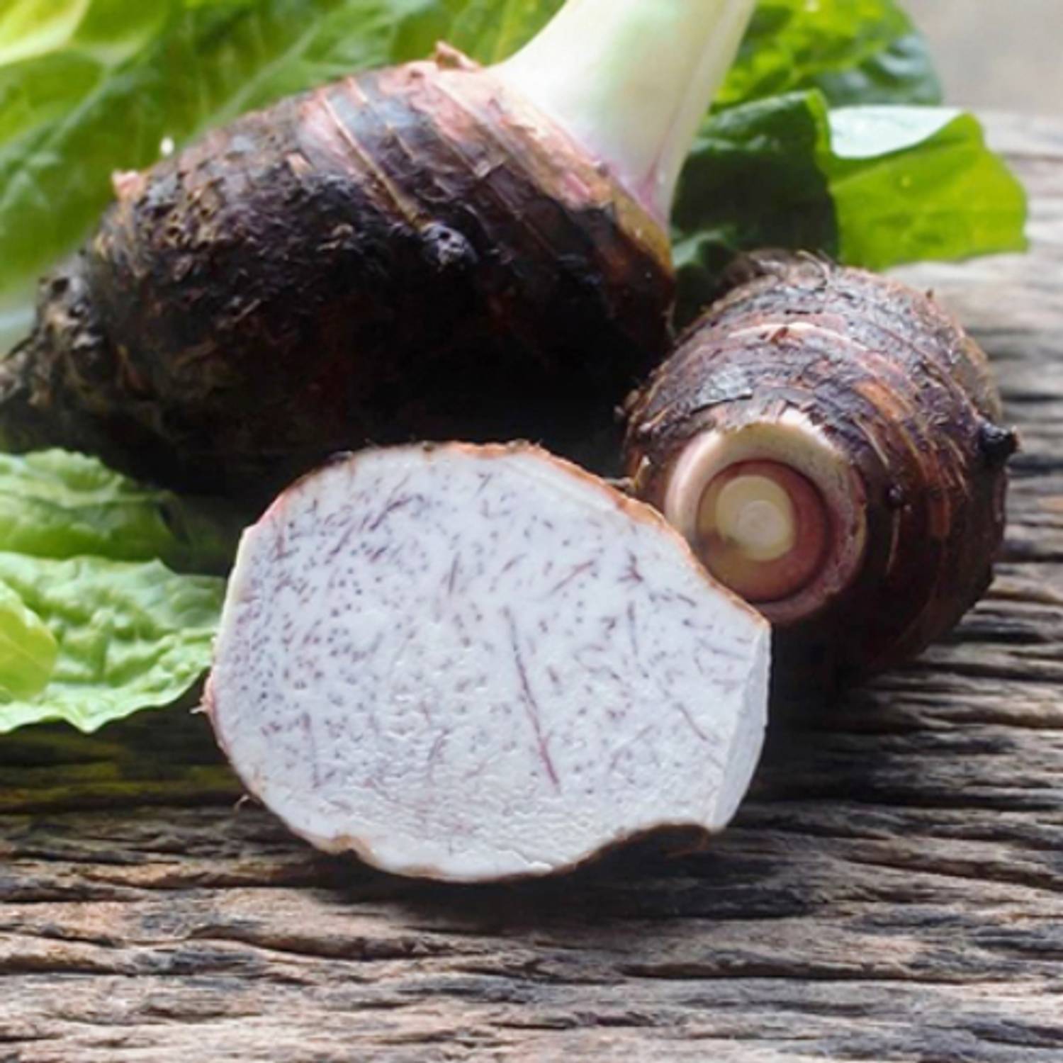 SREE taro seed, taro plant seed Seed Price in India - Buy SREE