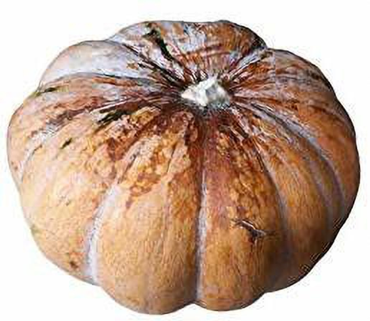 50-xxl-148-kumbalakai-pumpkin-