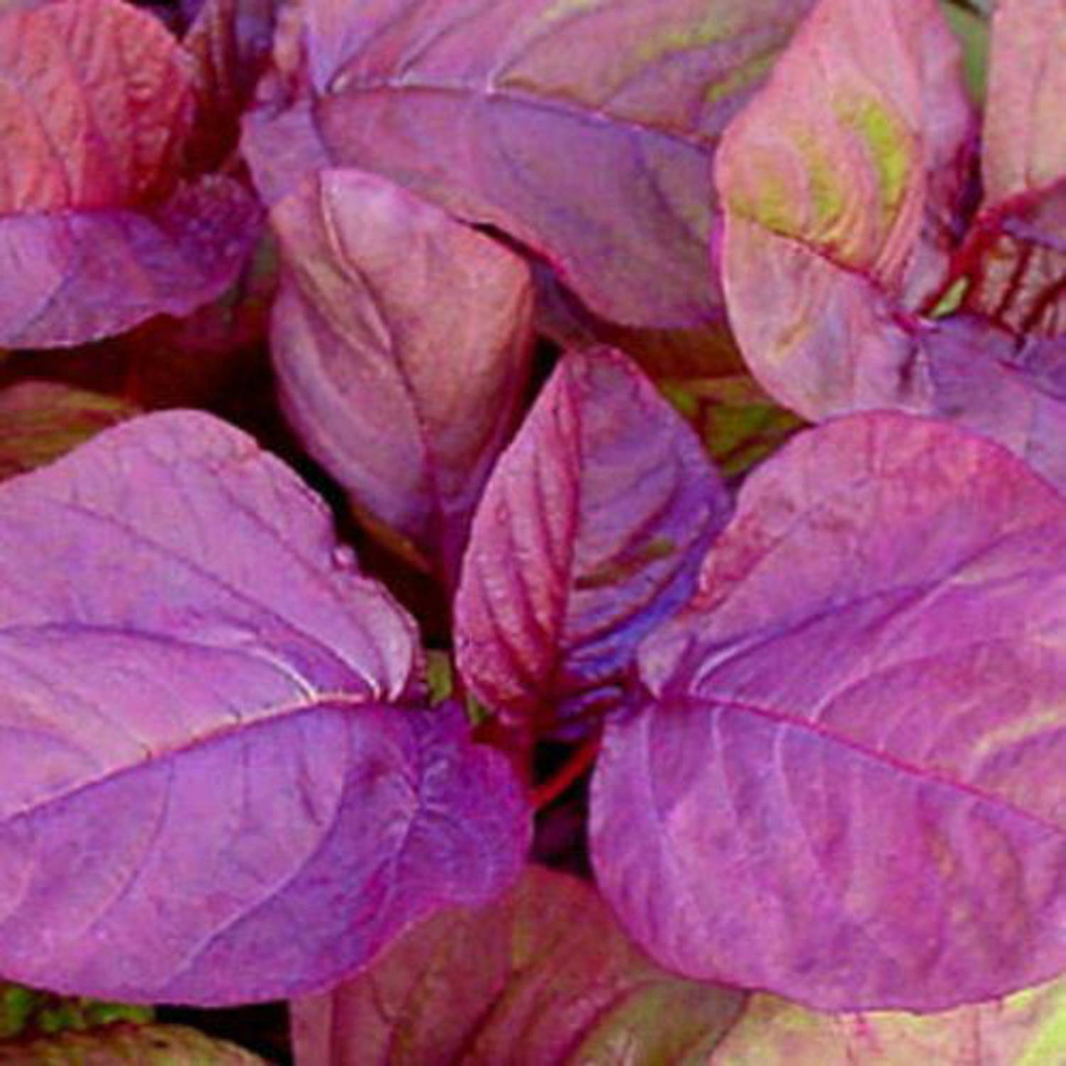 SREE Red Amaranth Spinach,Lal Shak ,Hybird Seed Price in India