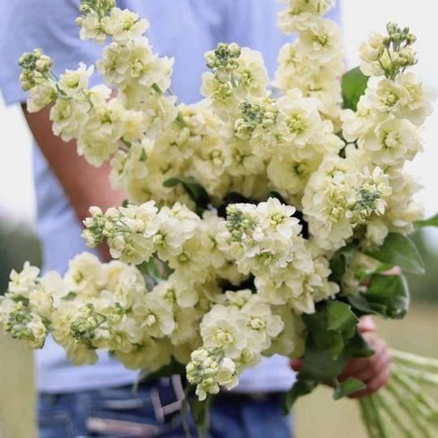100-stock-matthiola-incana-