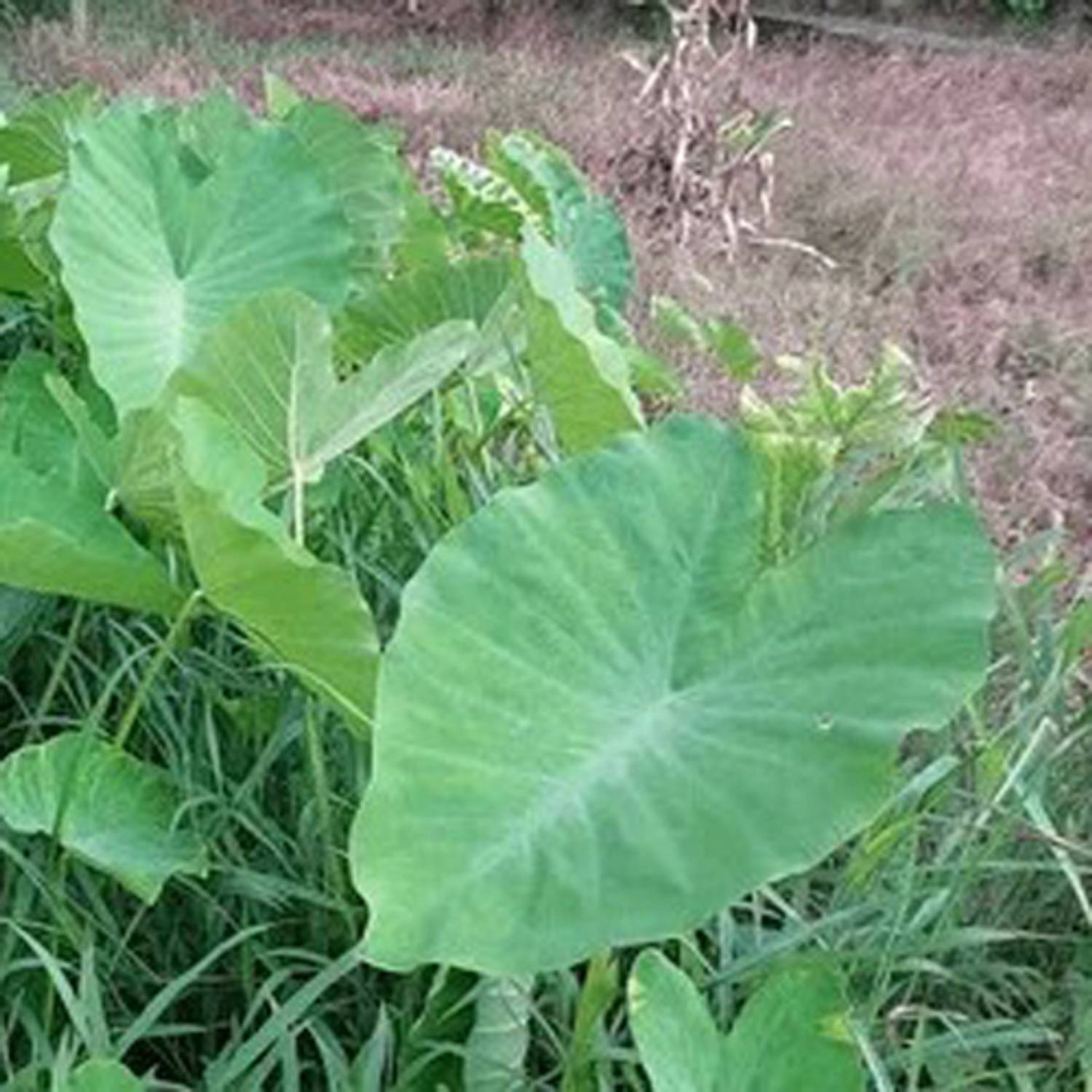 SREE Taro Root,Kachu Seed Price in India - Buy SREE Taro Root