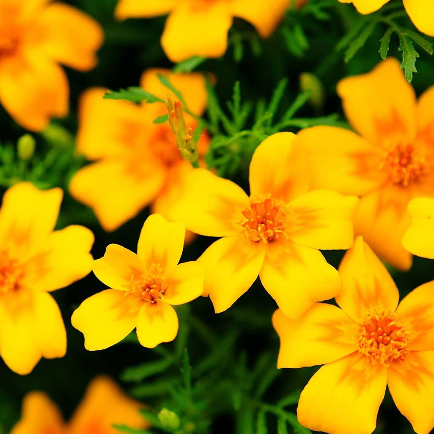 Image of VibeX VXI-316 Marigold Signata Golden Seed