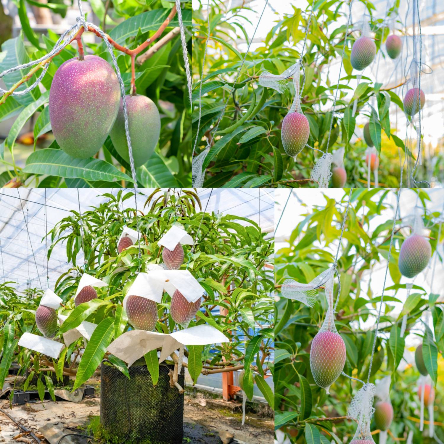 N.G.M. AGROCARE Grafted Original Genetic Japanese Miyazaki Mango