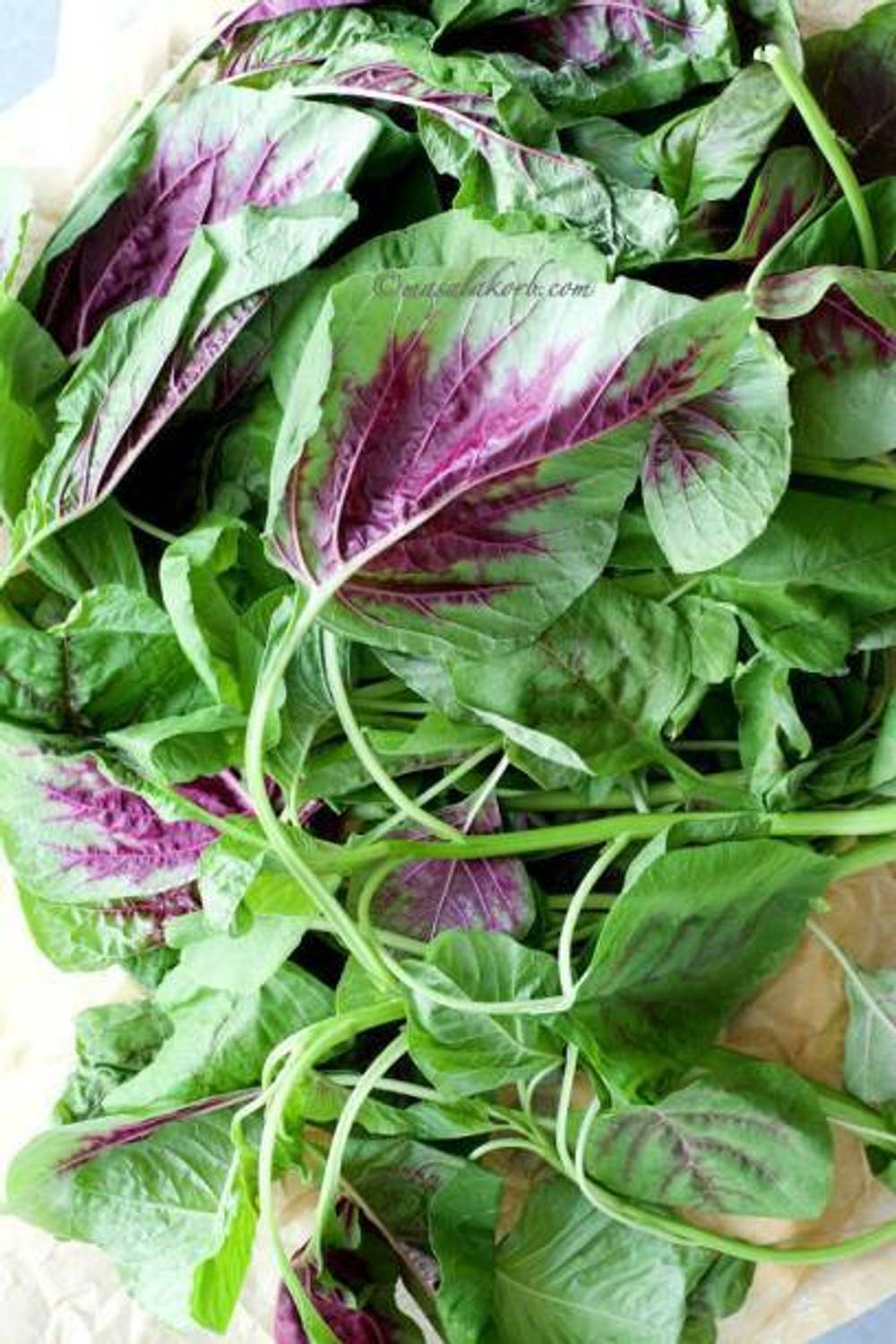 Aro Amaranthus Red, Tottakura Seed Price in India - Buy Aro
