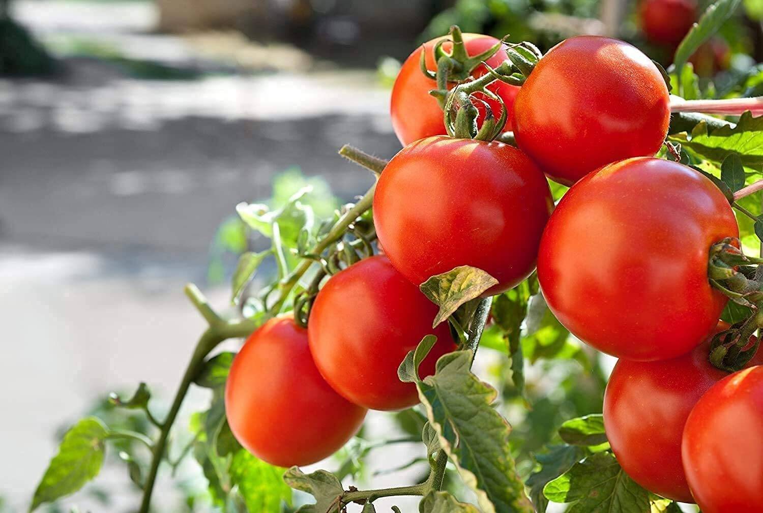 the green dotcom deshi tomato seeds/tomato seed 89 Seed Price in
