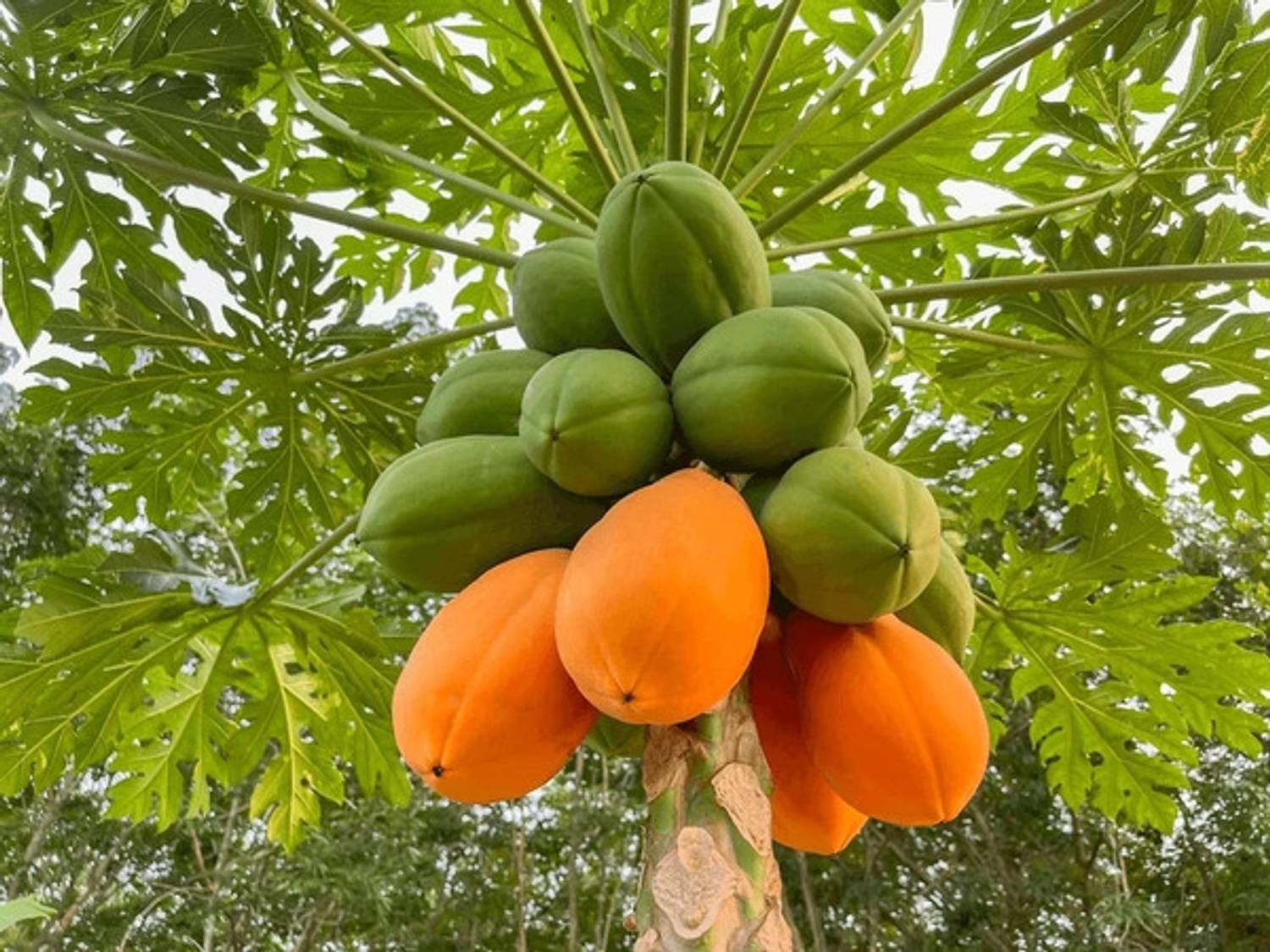DEYS AGRO ™ f1 hybrid 33 pieces taiwan red lady 786 papaya seeds