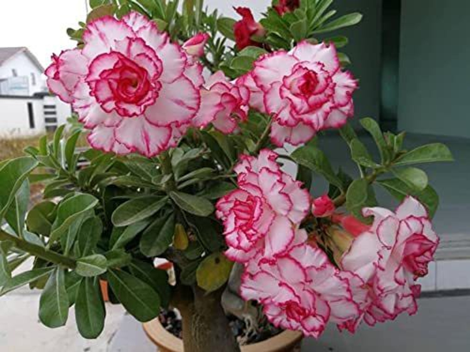 Image of JRYU Adenium Mix Color Hybrid Flower Seed