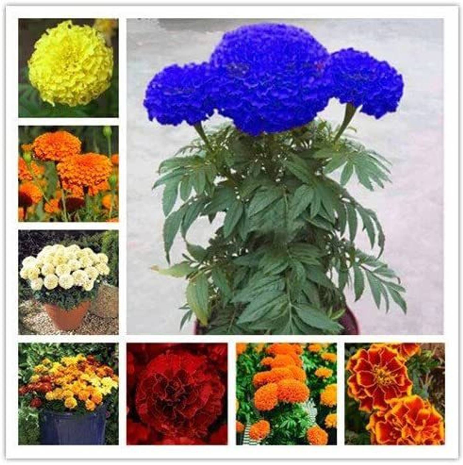 500-xxl-245-blue-marigold-