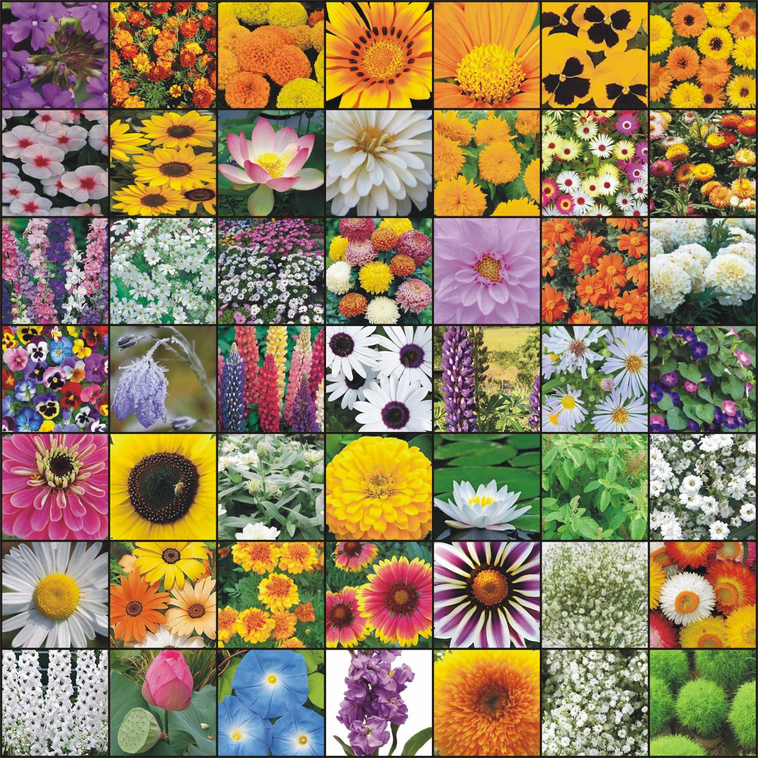 Rosemary彩 2000-30-flower-combo-na-