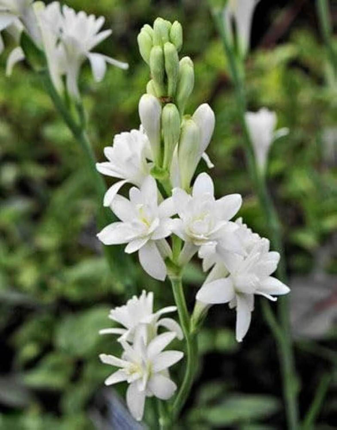 BJUBAS Rajanigandha flower seeds/Tuberose flower seeds 5 Seed