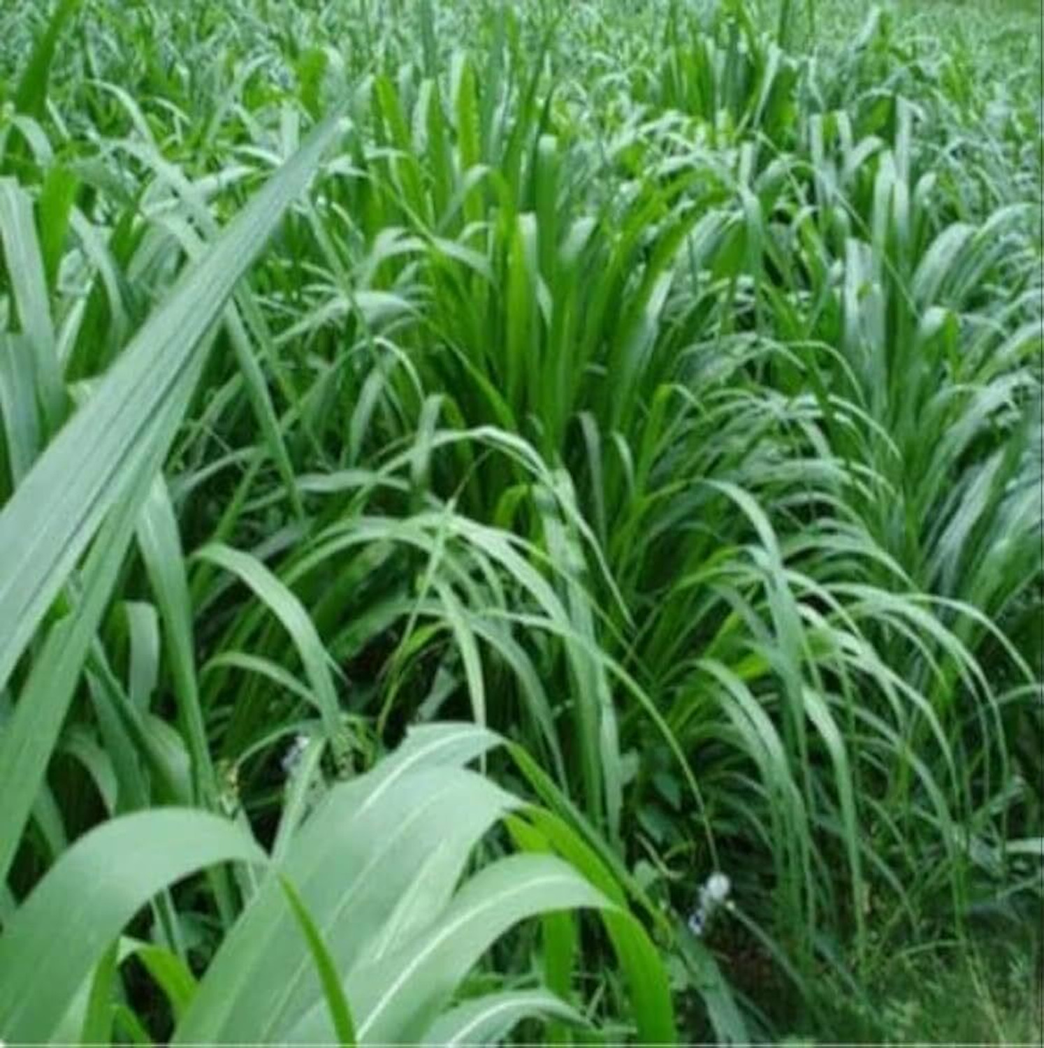 Image of Arshiayat Malai Makhan Grass Seeds, Animal Feed Grass, Green Fodder, grass Seed