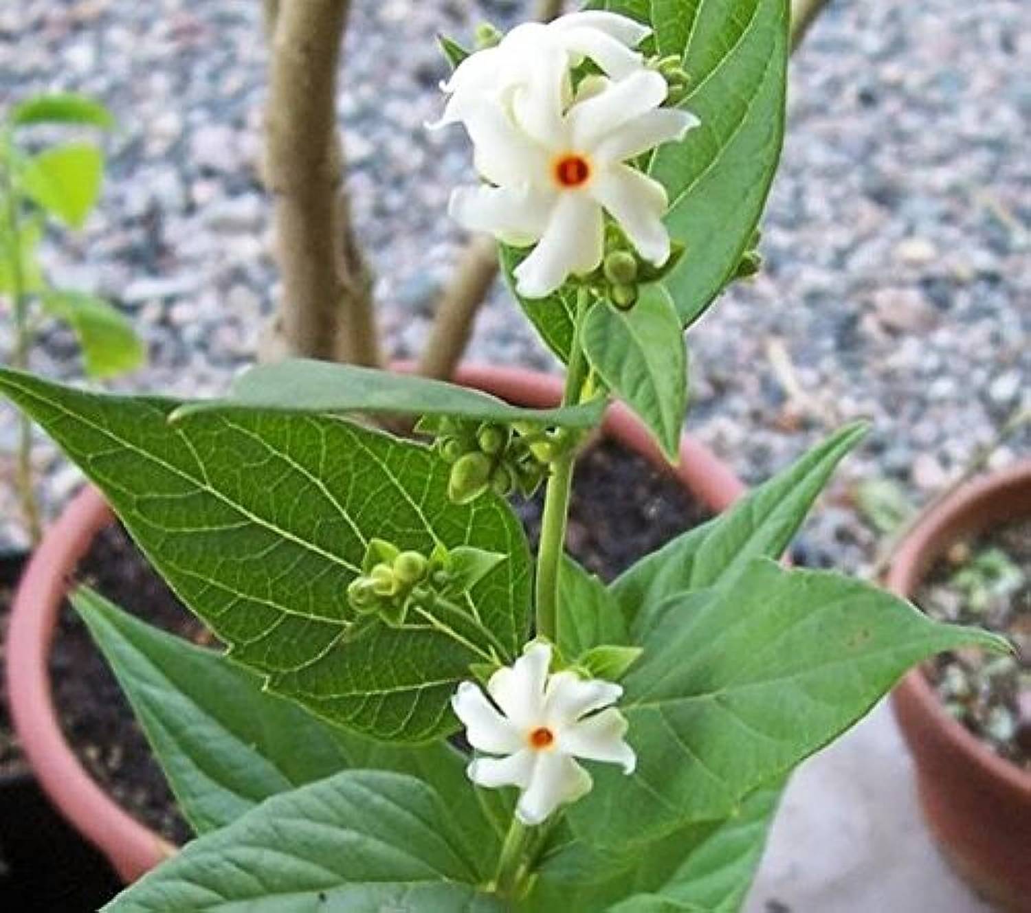 BDSresolve Night flowering jasmine plant seeds/Night jasmine seeds
