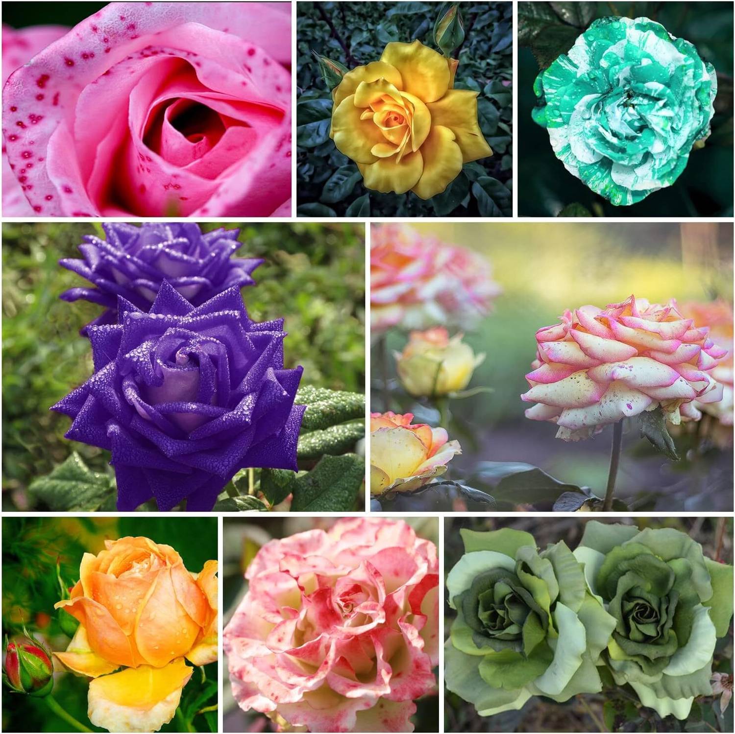 ACMS Rare ENGLISH Rose Seeds Rose Mixed Color Seed