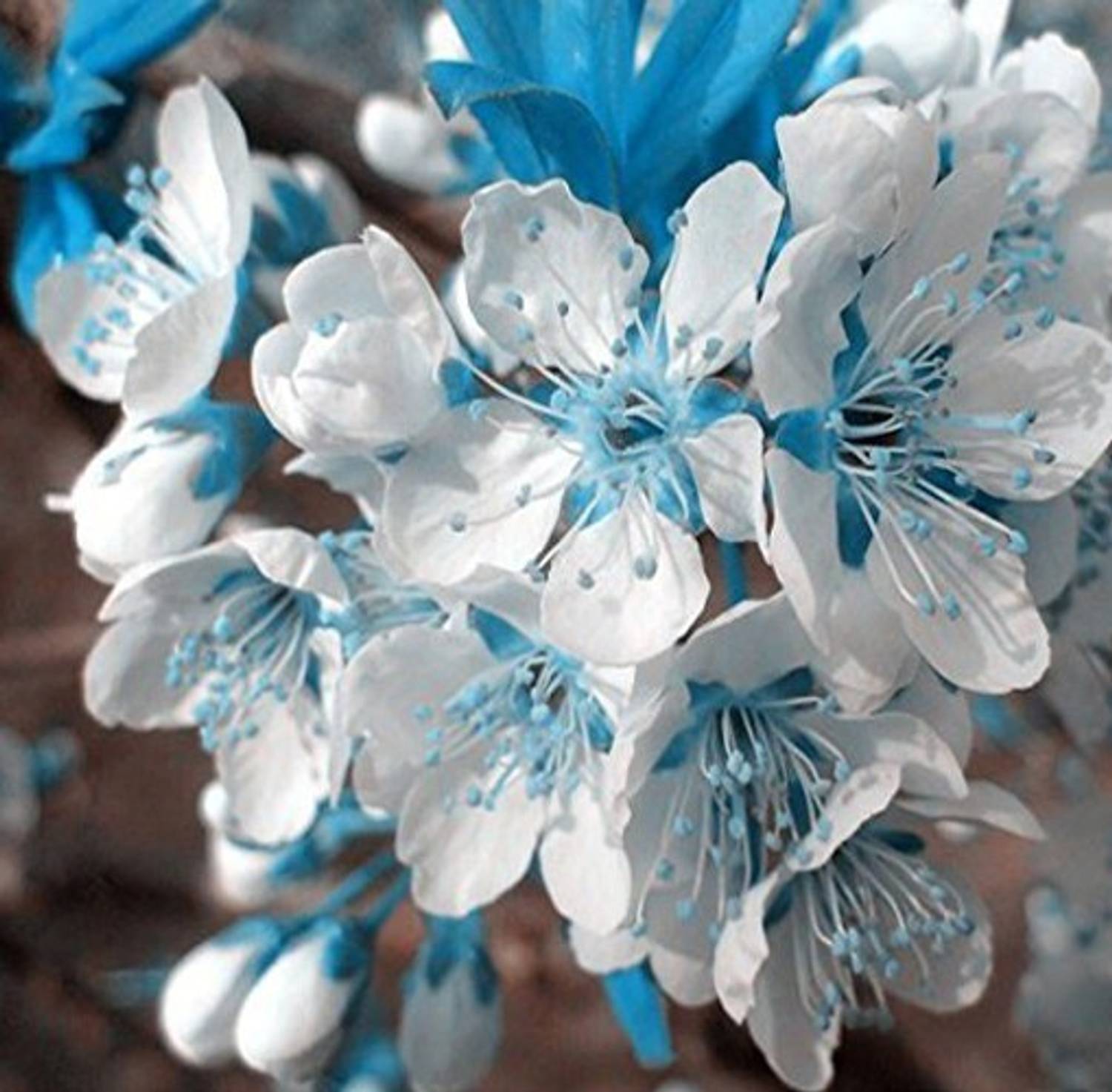 Nema Japanese Sakura Seed Price in India - Buy Nema Japanese