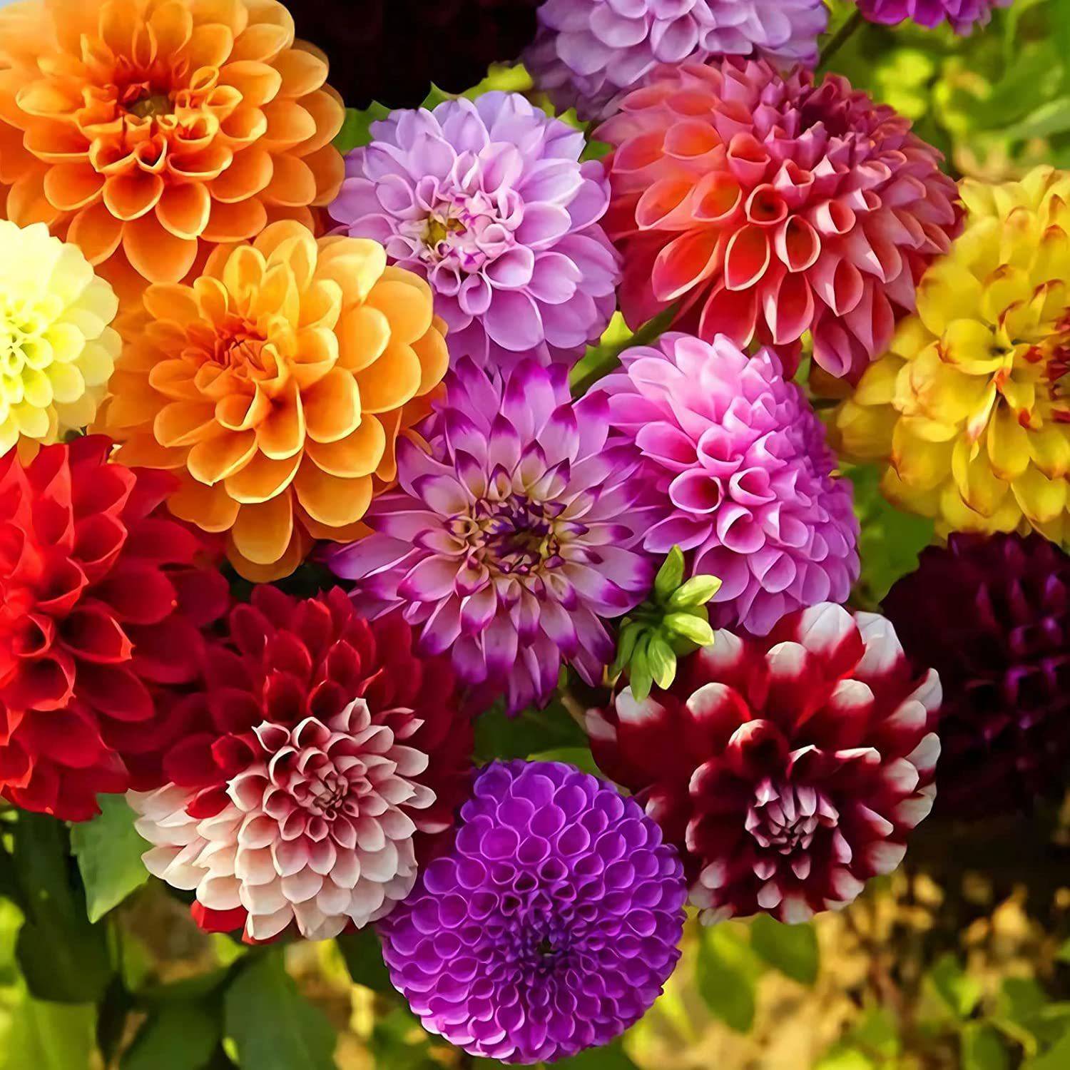 ダリア【キルタンサス】 50-mix-dahlia-pompon-flower-