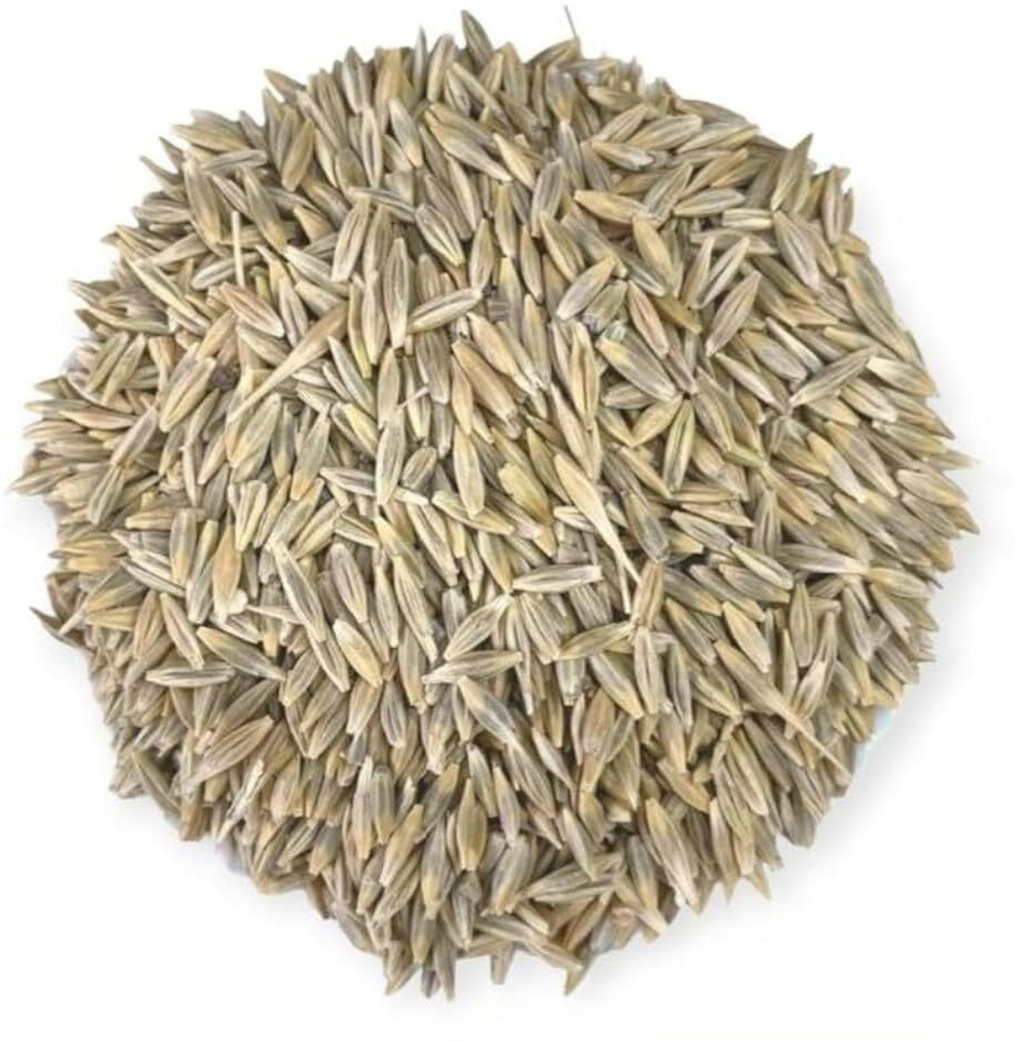 Image of Arshiayat Malai Makhan Grass Seeds, Animal Feed Grass, Green Fodder, grass Seed