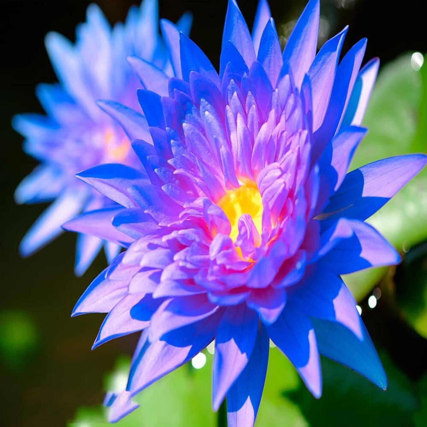 ACMS Blue Color Lotus Seeds for Planting Beautiful Water Plants Seed