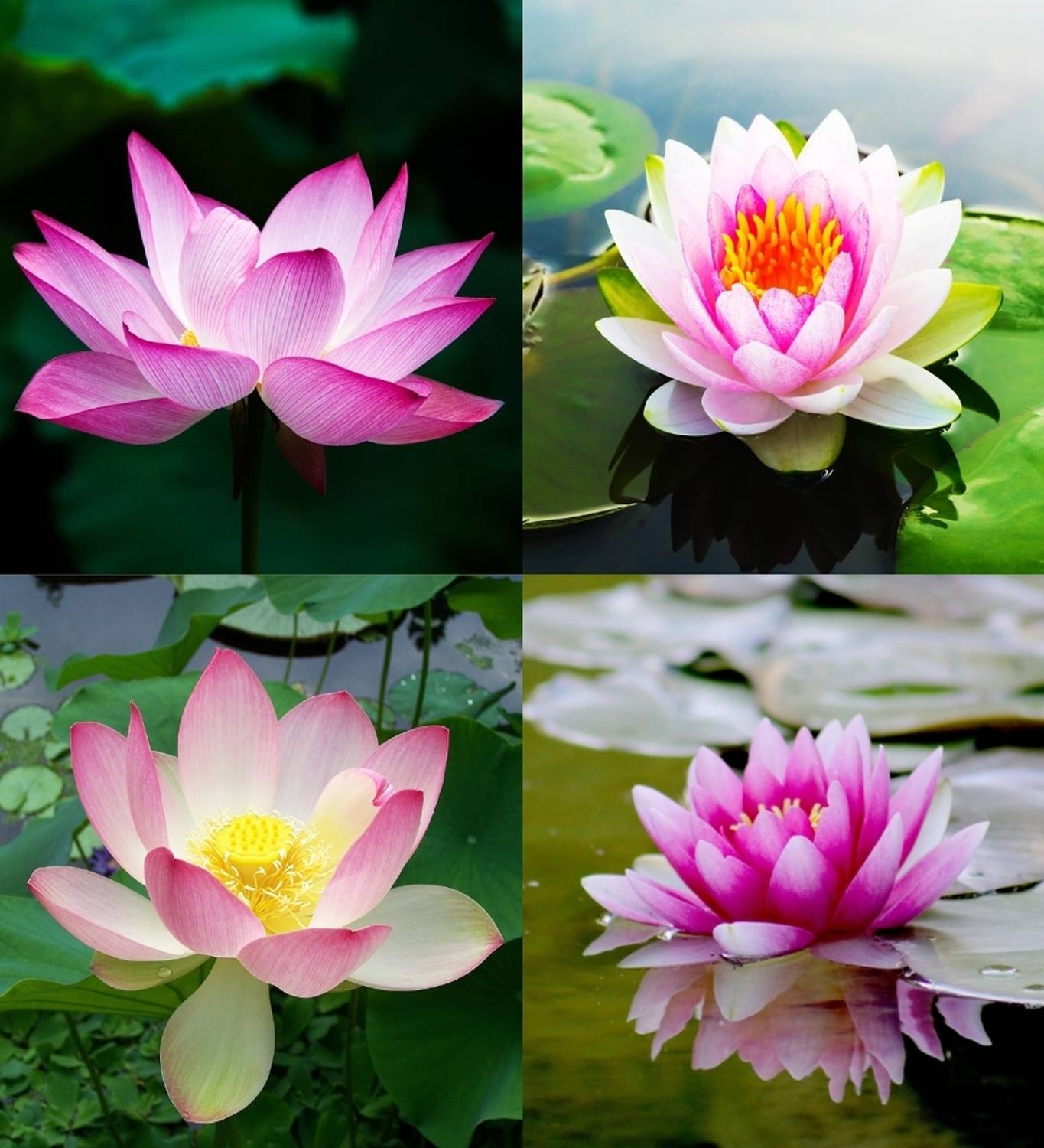 じ*う様 Lotus Petal 水蓮の花びら4枚セット ibains Lotus flower seeds beez 17 Seed Price in India - Buy ibains