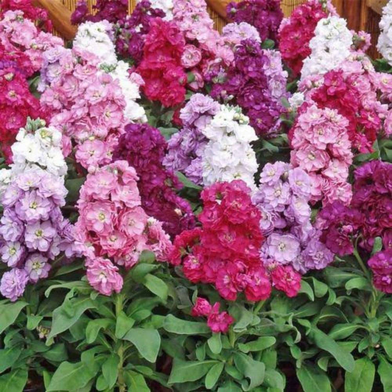 KANAYA Stock Seed Price in India - Buy KANAYA Stock Seed online at