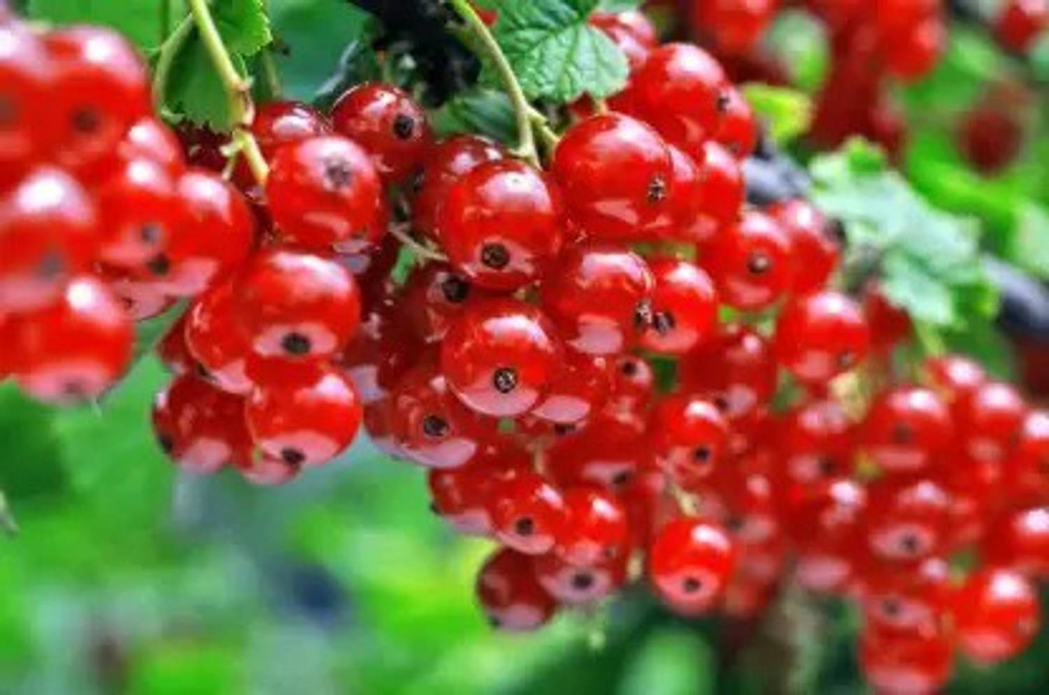 Aro Cherry, Sweet Cherry Seed Price in India - Buy Aro Cherry