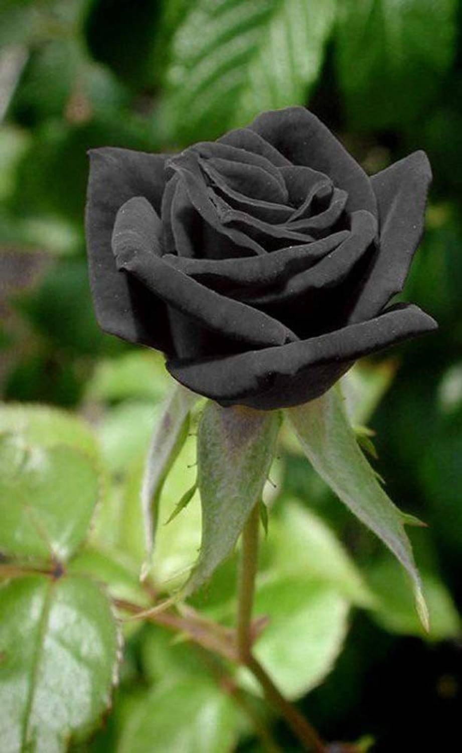 WILLVINE VXI-159 Rare Black Rose Seeds Seed Price in India - Buy