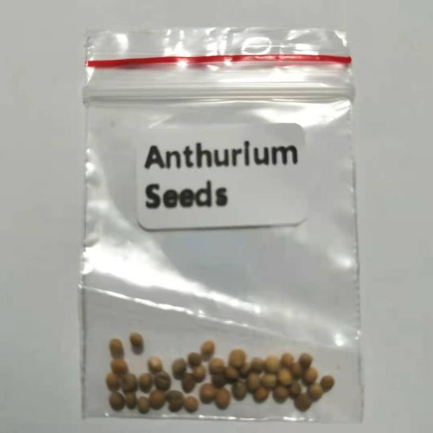 BJUBAS Flower seeds (Anthurium flower seeds) PACK OF 19 Seed