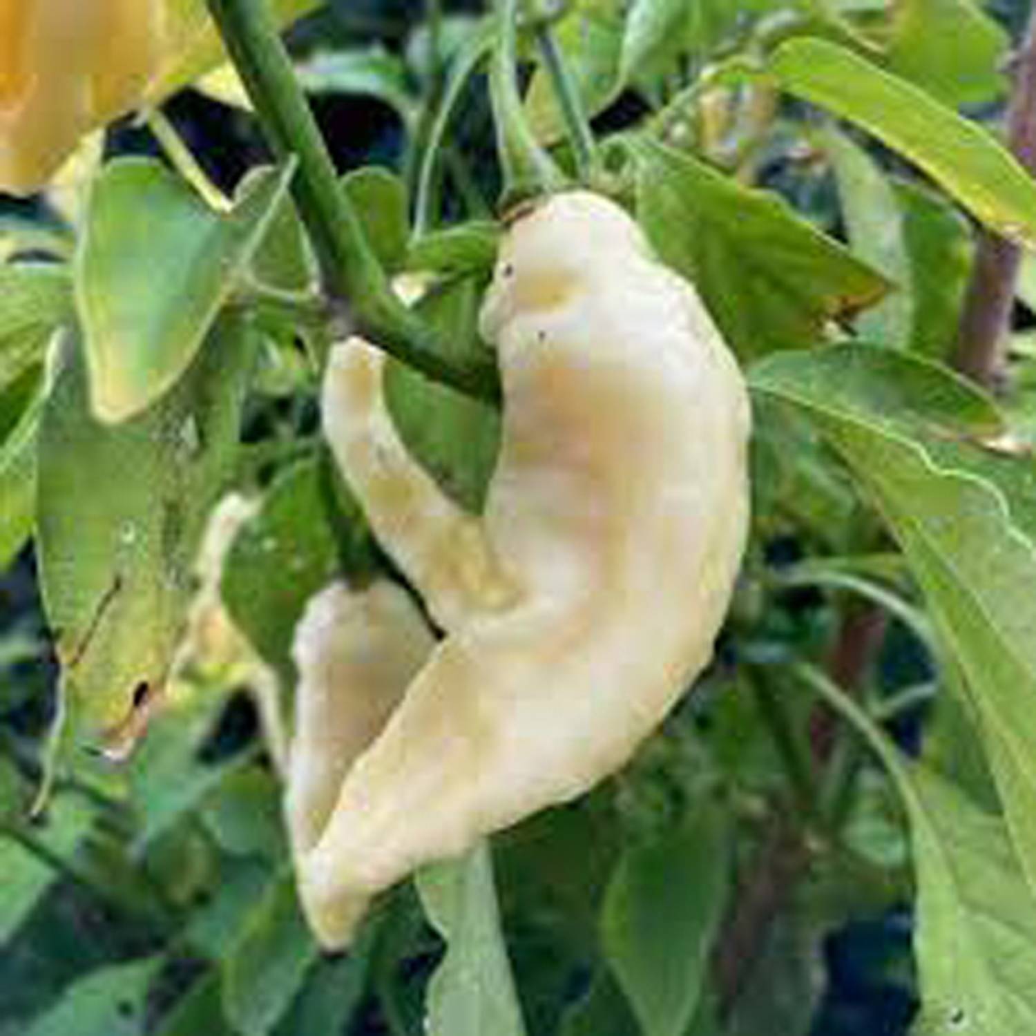 ACMS White Bhut Jolokia Ghost Chilli Seeds AS-W95 Seed