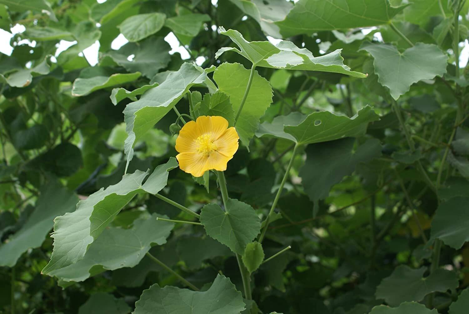 CHILLATAI Thuthi Herbal Plant Seeds/Thuthi Seeds - Pack of 30 Seeds Seed