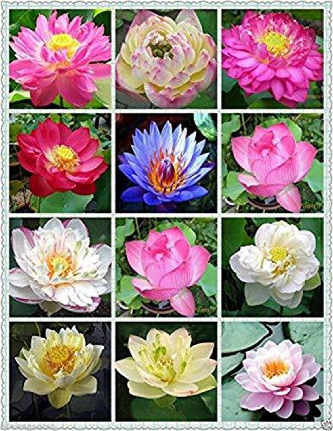 3-lotus-hybrid-flower-seeds-