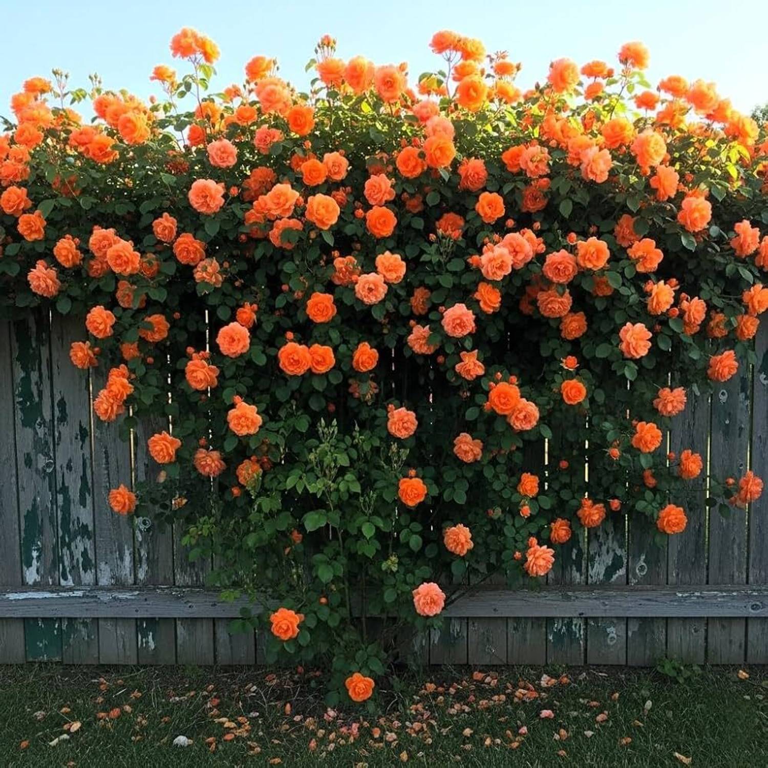 趣味・スポーツ・実用 rose LIFELEX Japanese Climbing Rose Flower Seed Price in India - Buy
