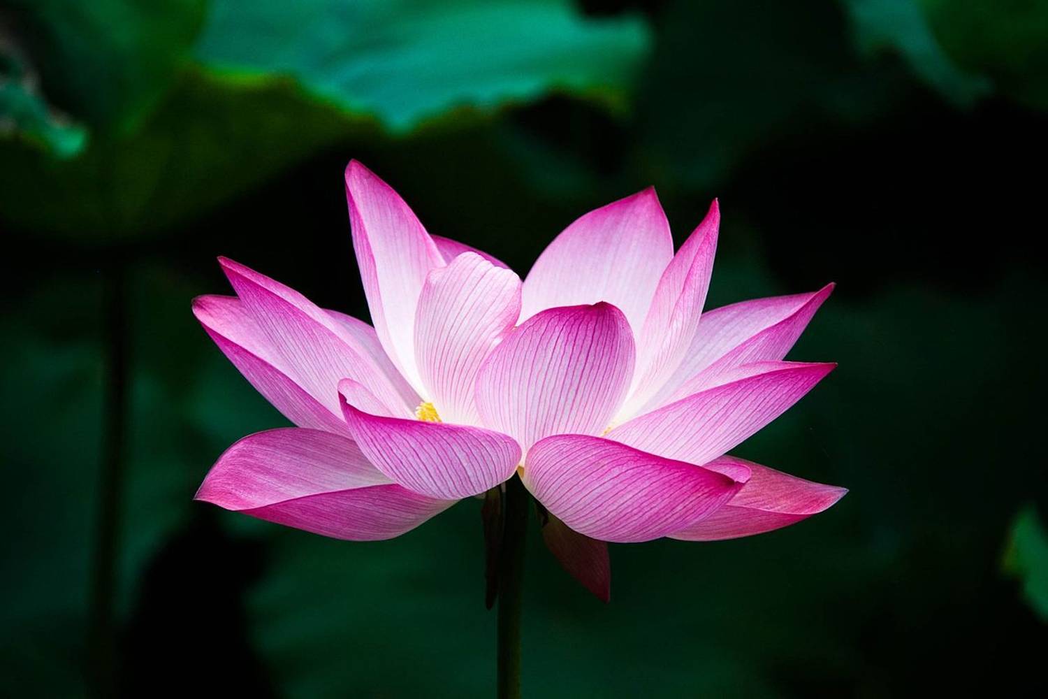 PlantN water lili seed, lotus seed, lily Seed