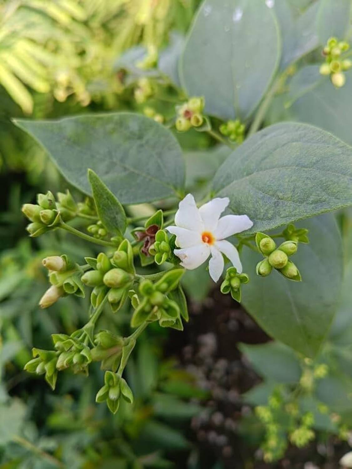 Aywal Harsinghar/Nyctanthes Arbor-Tristis//Night-Flowering Jasmine/Parijat  Seed Price in India - Buy Aywal Harsinghar/Nyctanthes  Arbor-Tristis//Night-Flowering Jasmine/Parijat Seed online at Flipkart.com