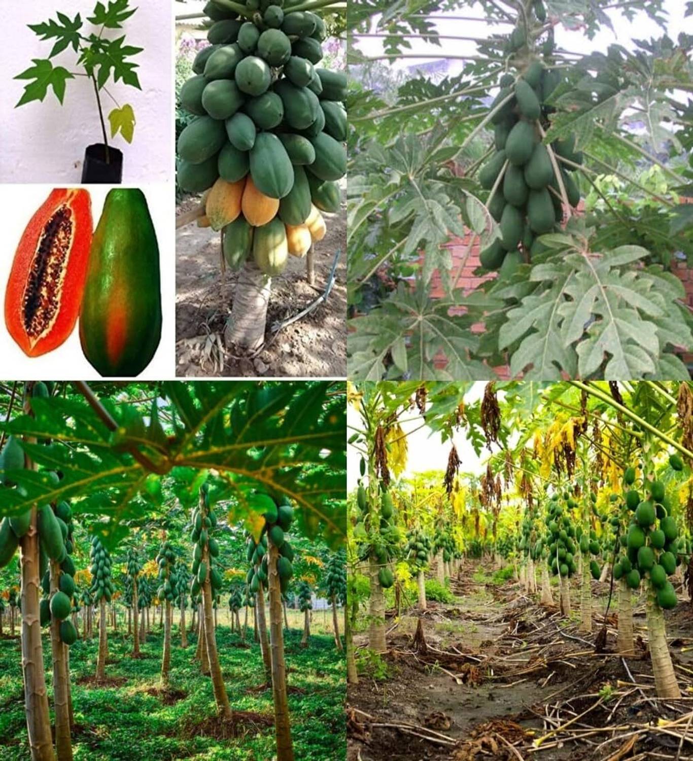 AMAJIT Papaya seeds for gardening Seed