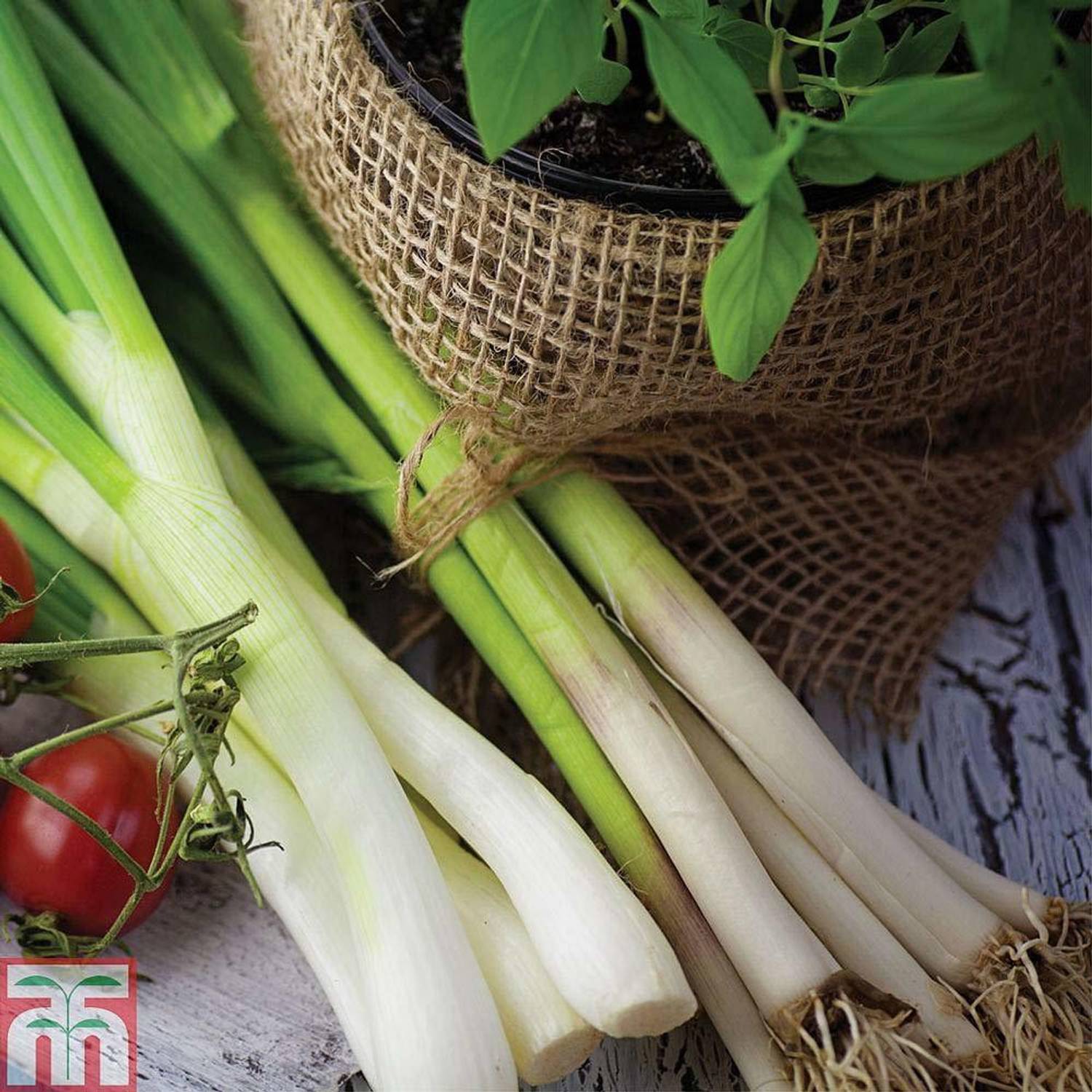 KANAYA Leek (Hybrid) Seed Price in India - Buy KANAYA Leek (Hybrid
