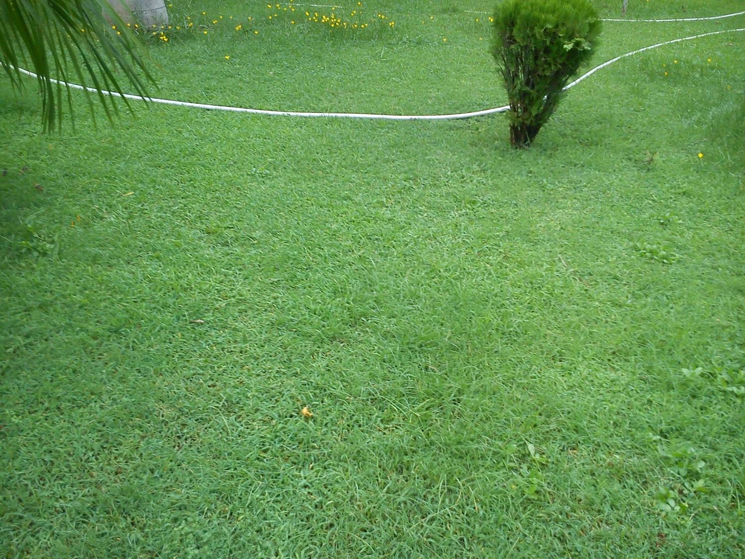 jui halder dob grass seeds Seed Price in India - Buy jui halder