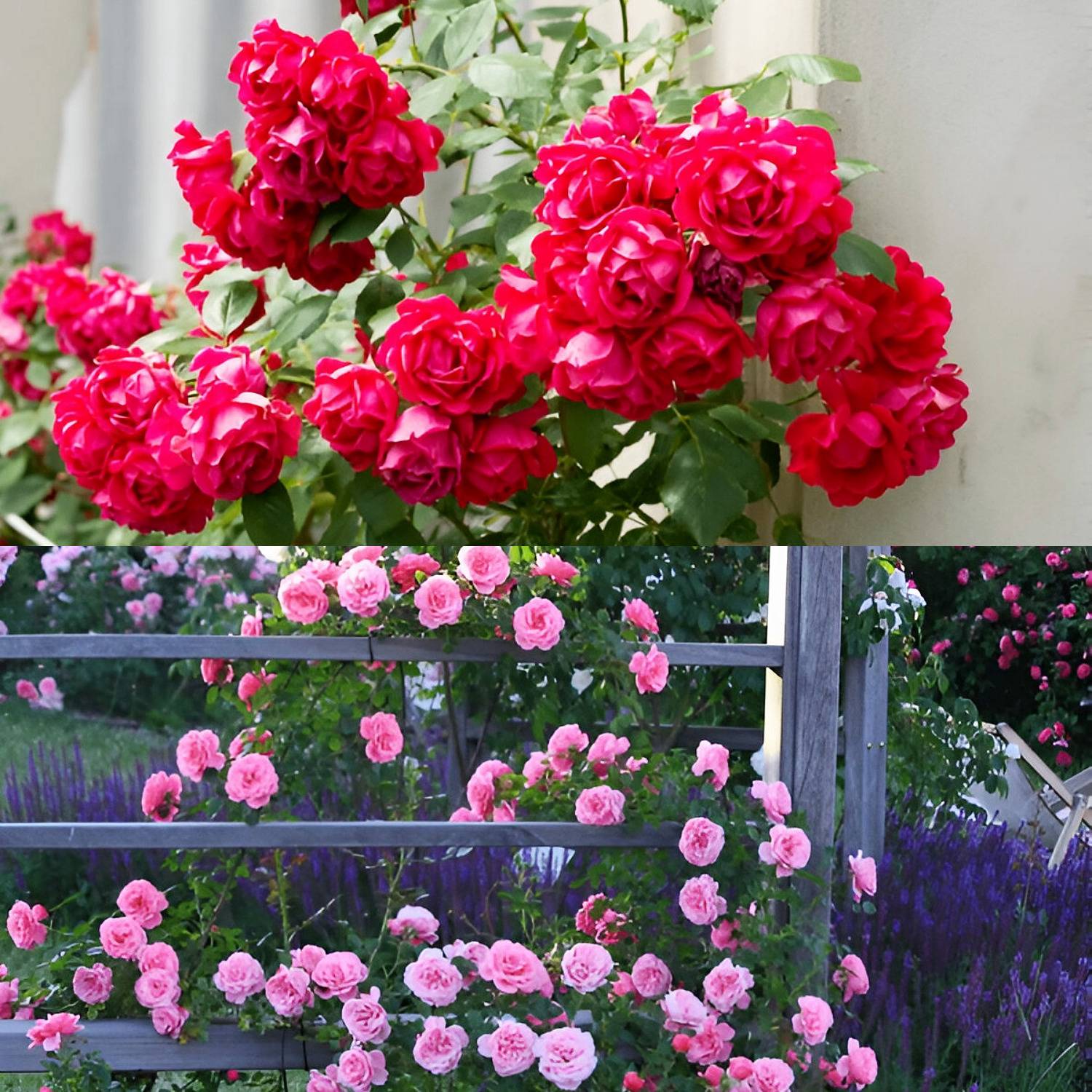 N.G.M. AGROCARE Imported Hybrid Climbing Rose Flower Mix Seeds