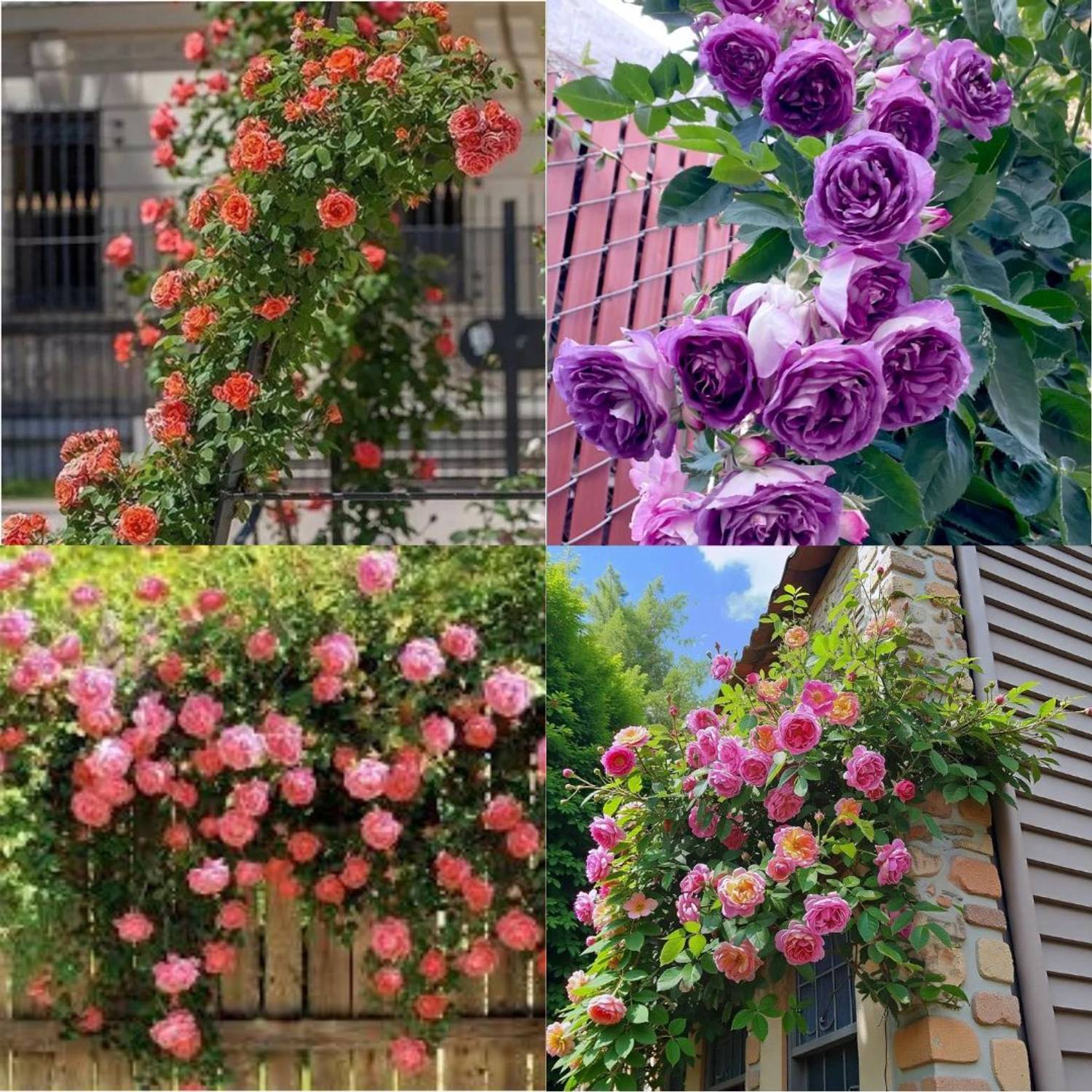 【のばら】 ibains Multi Colour Climbing Rose Seeds no of seeds 40 Seed Price