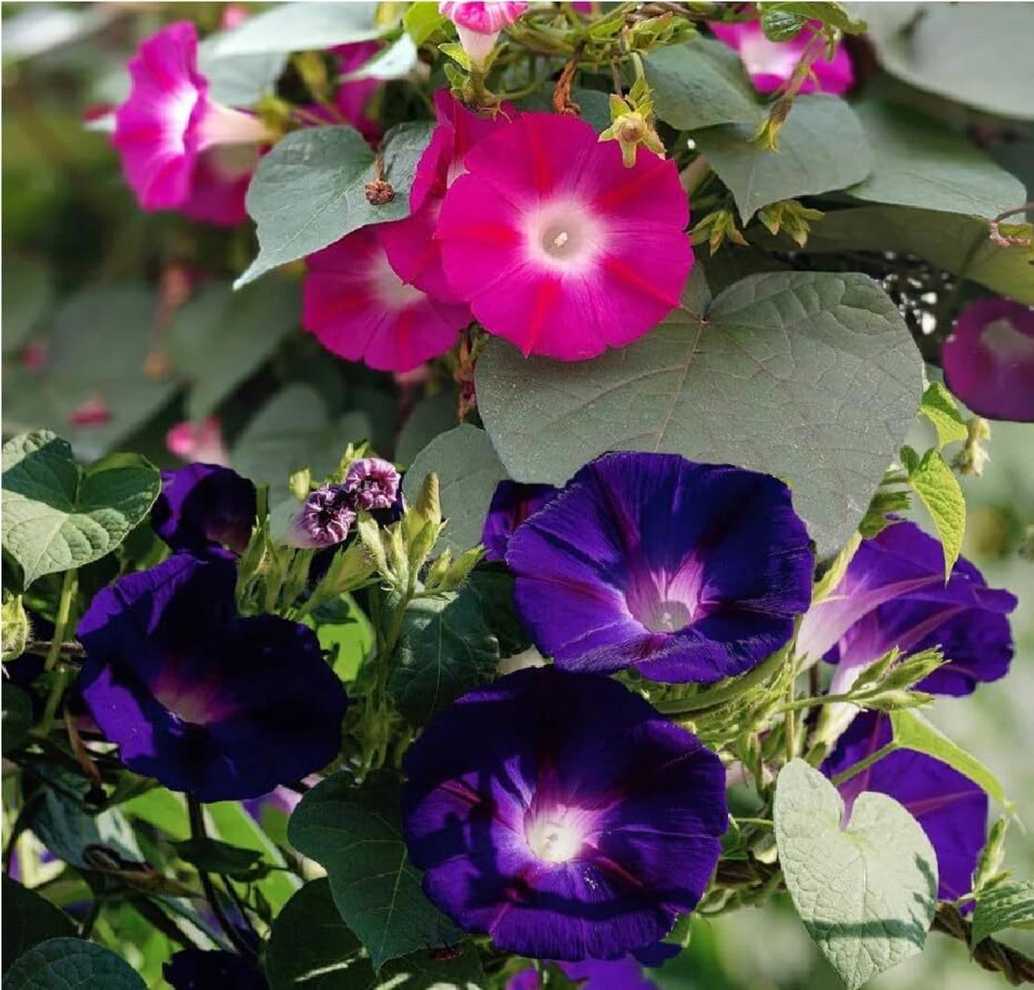 Lorvox Morning Glory Flower Seed Price in India - Buy Lorvox