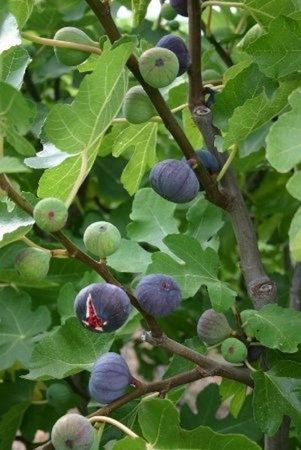 CARIBBEAN PREMIUM HYBRID FIG ANJEER Seed
