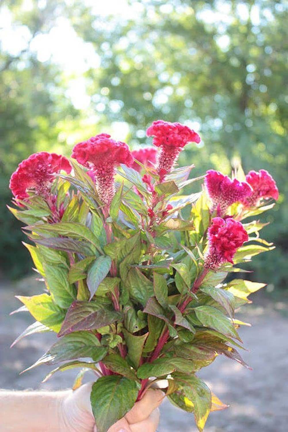 10-cockscomb-hybrid-flower-