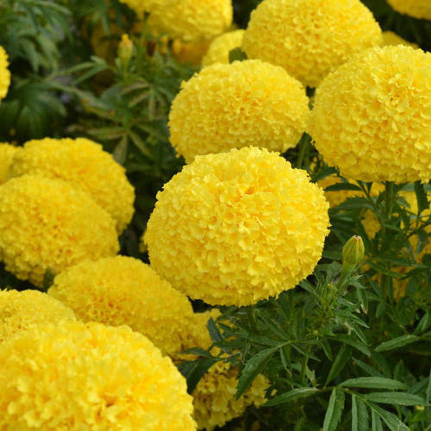 ALPINE HYBRIDE SEEDS Yellow Merigold Seed