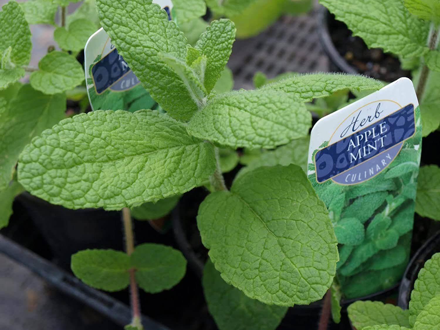WILLVINE LX-204 Apple Mint Seeds Seed Price in India - Buy