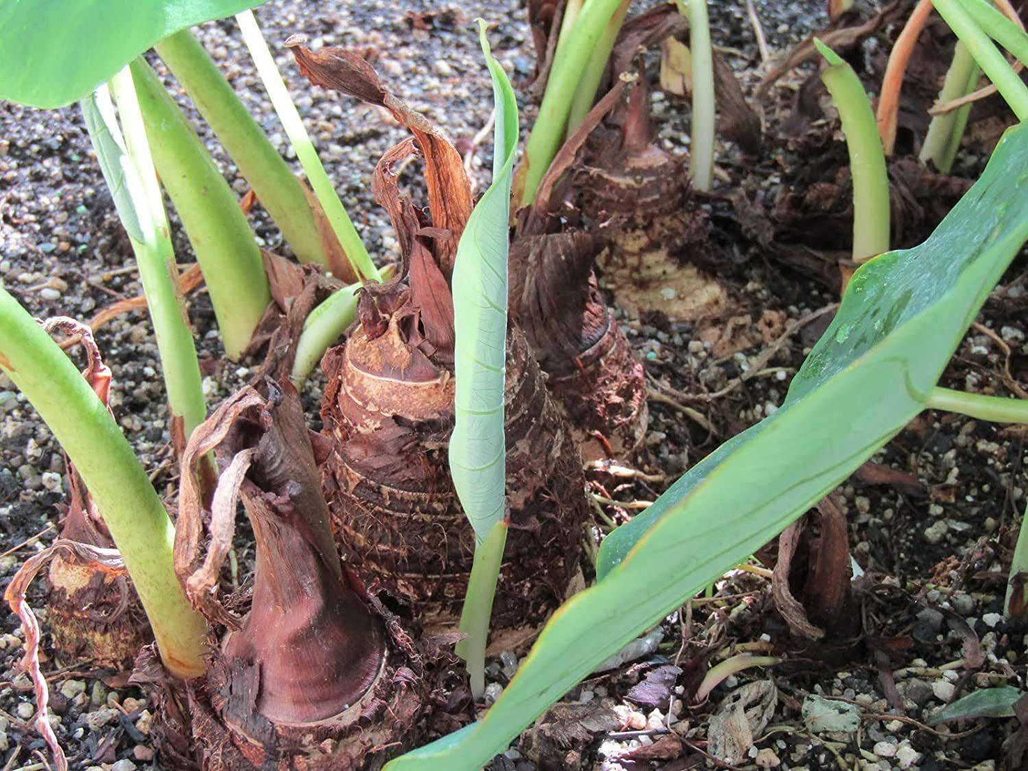 たらば KANAYA Taro Root Arabi Beej Seed Price in India - Buy KANAYA Taro