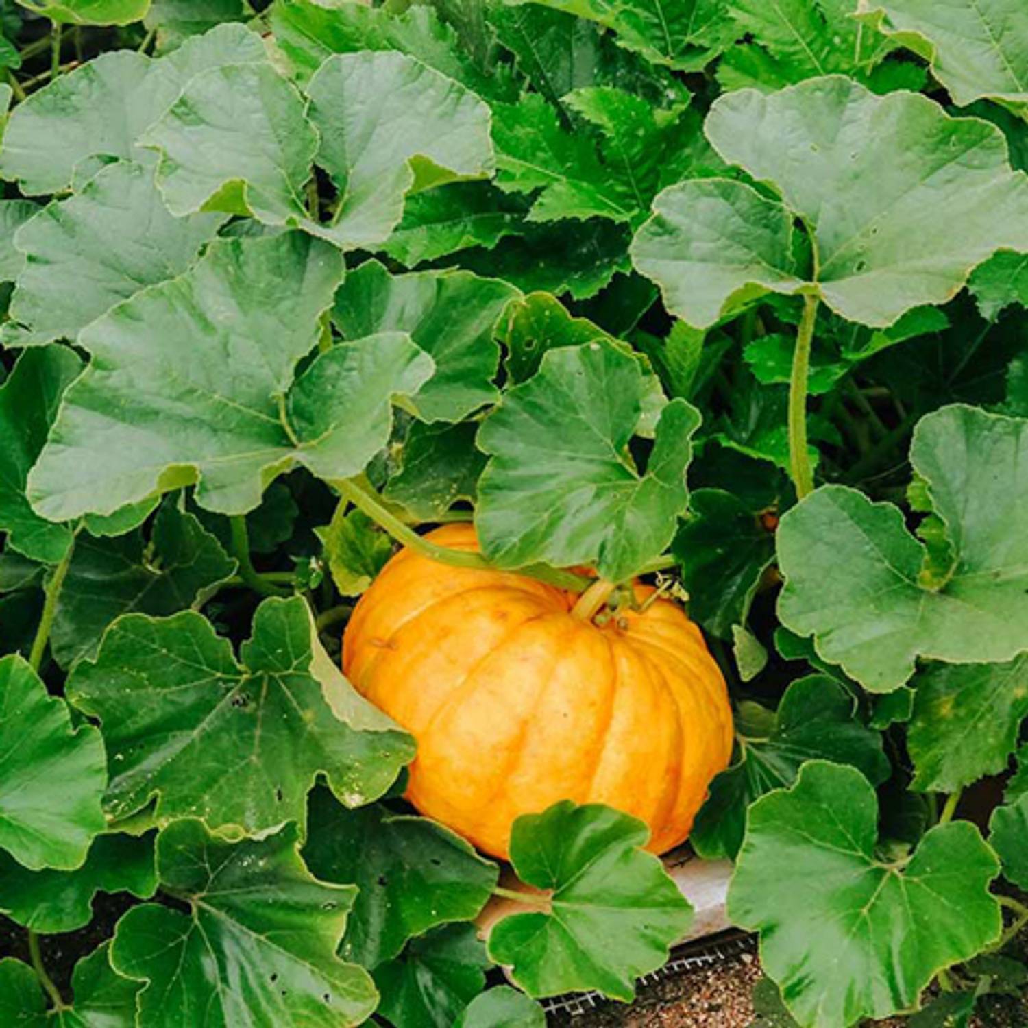SREE pumpkin seed, hybrid pumpkin, kumro Seed Price in India - Buy