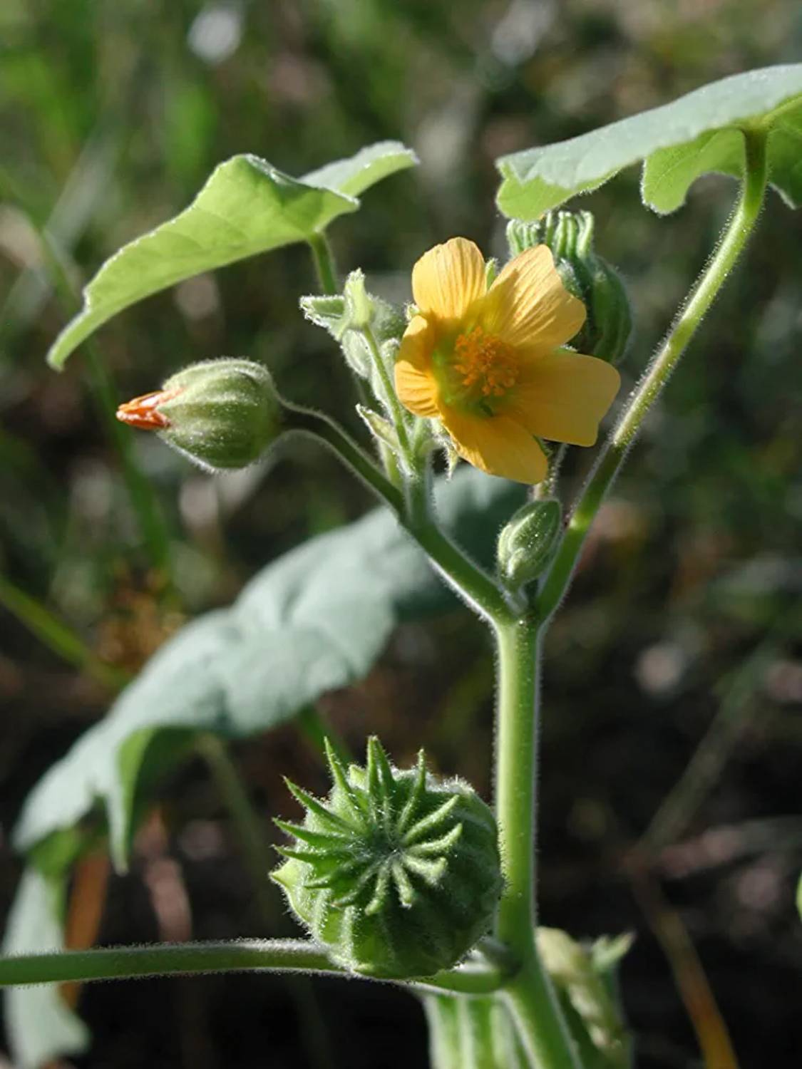 CHILLATAI Velluram Indian Mallow Kanghi Atibalaa Potari Seed
