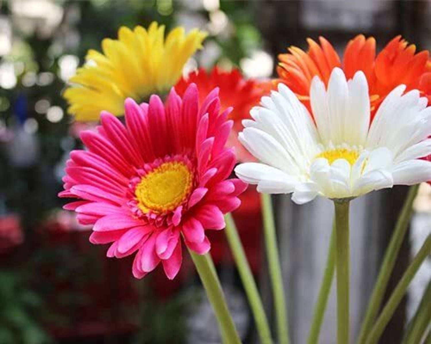 daisy 20-rare-blue-daisy-colorful-