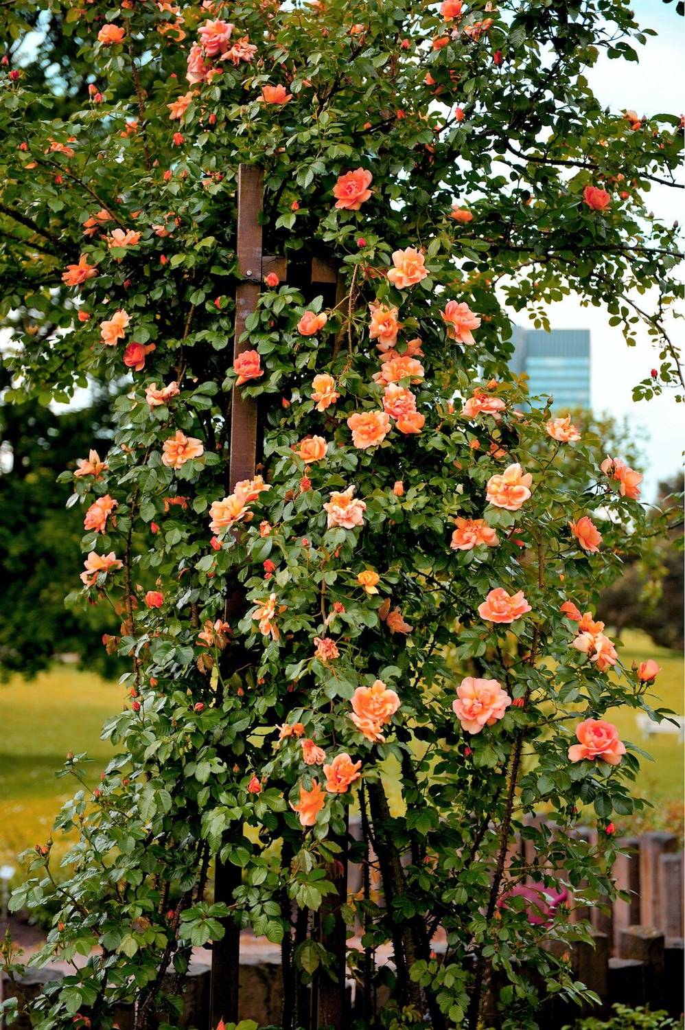 50-orange-climbing-rose-seeds-