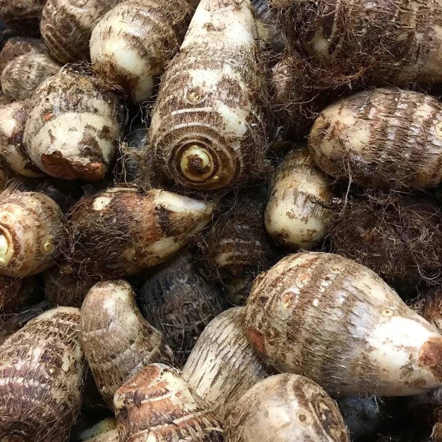 KANAYA Taro Root Arabi Beej Seed Price in India - Buy KANAYA Taro