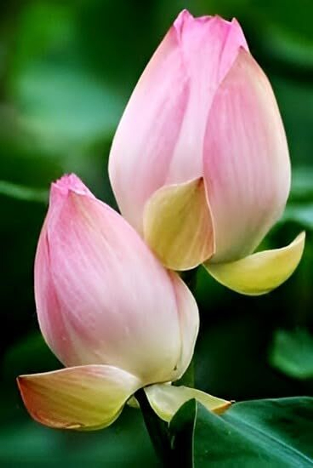 Image of PAJUSDYASI Lotus Plant sapling
