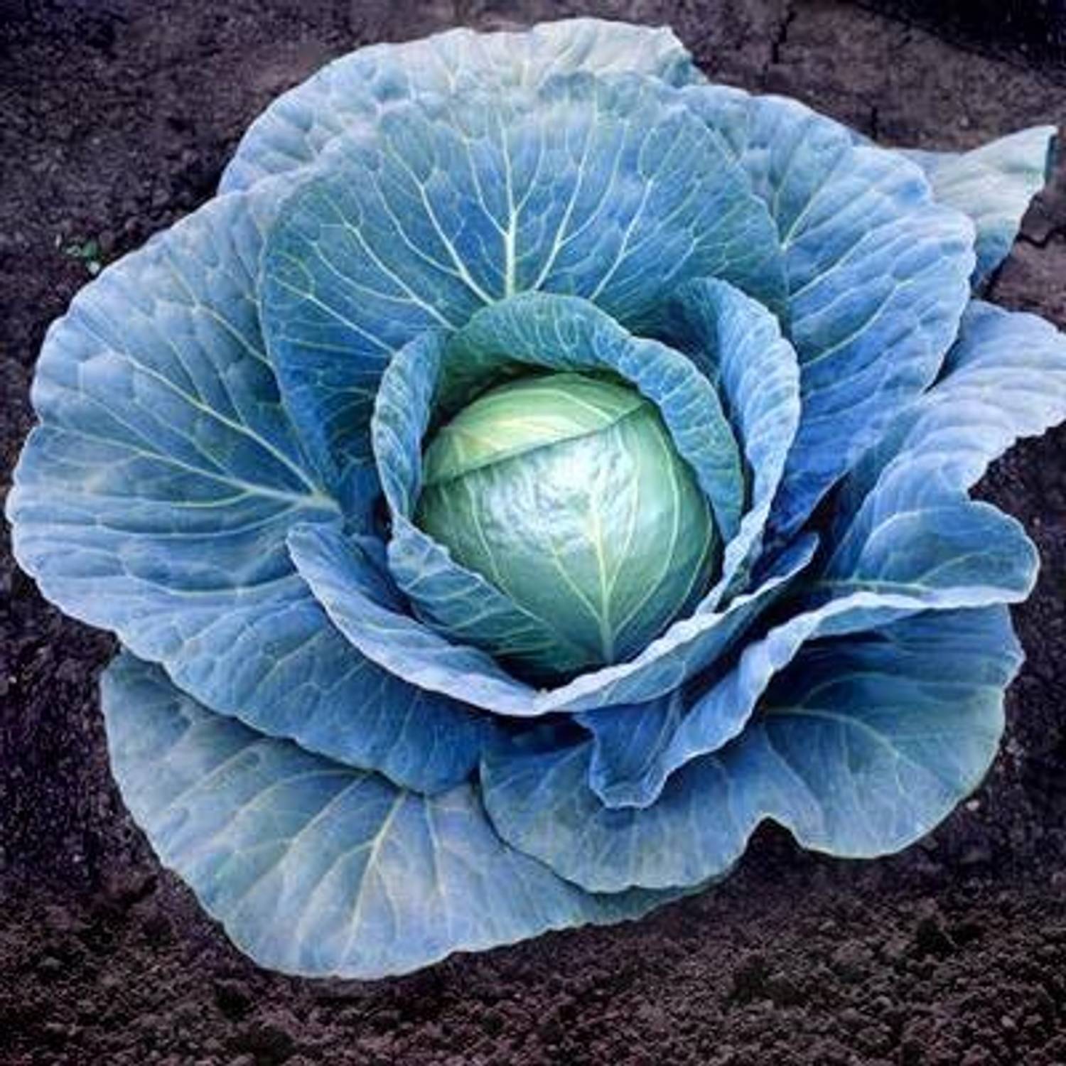 3000-puas-x-cabbage-seeds-blue